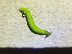 Satyrinae