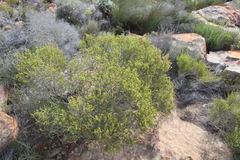 Passerina obtusifolia
