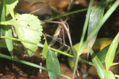 Pseudagrion hageni