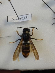 Vespa velutina nigrithorax