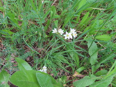 Nothoscordum gracile