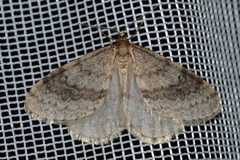 Operophtera bruceata