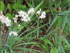 Nothoscordum gracile