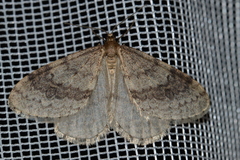Operophtera bruceata