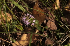 Thymus pulegioides