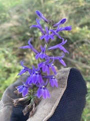 Lobelia reverchonii