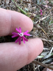 Silene scabriflora