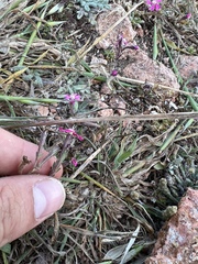 Silene scabriflora
