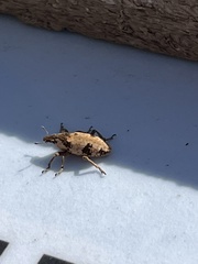 Bothynoderes affinis