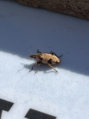 Bothynoderes affinis