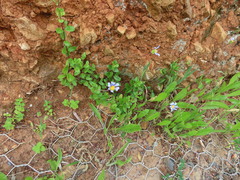 Felicia aethiopica