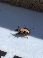 Bothynoderes affinis