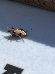 Bothynoderes affinis