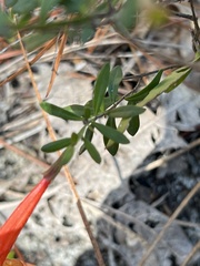 Lonicera sempervirens