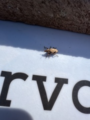 Bothynoderes affinis