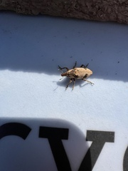 Bothynoderes affinis