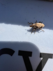 Bothynoderes affinis