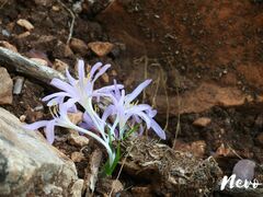 Colchicum stevenii