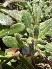 Calendula suffruticosa