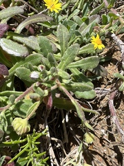 Calendula suffruticosa