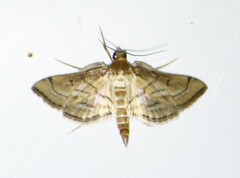 Marasmia cochrusalis