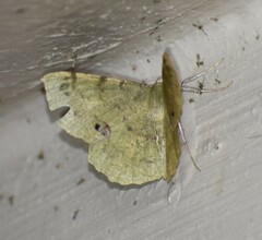 Erastria decrepitaria