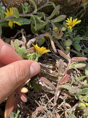 Calendula suffruticosa