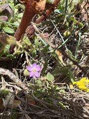 Spergularia rupicola