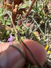 Spergularia rupicola
