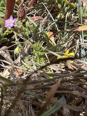 Spergularia rupicola