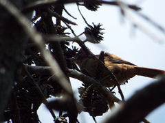 Pseudoseisura lophotes