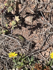 Podarcis carbonelli berlengensis