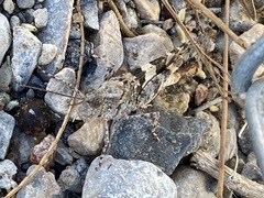 Trimerotropis pallidipennis