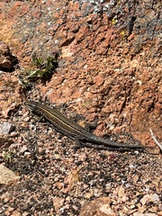 Podarcis carbonelli berlengensis