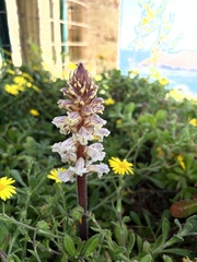 Orobanche calendulae