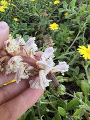 Orobanche calendulae