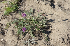 Oxytropis strobilacea