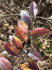 Ligustrum obtusifolium