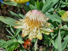 Protea gaguedi