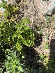 Scrophularia sublyrata