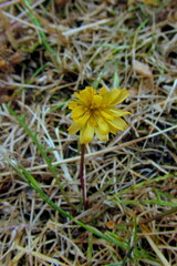 Microseris bigelovii