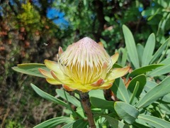 Protea gaguedi