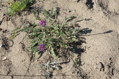 Oxytropis strobilacea