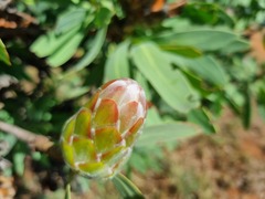 Protea gaguedi