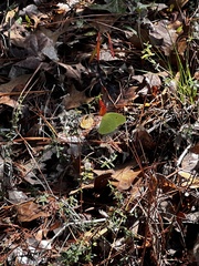 Lonicera sempervirens
