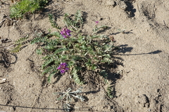 Oxytropis strobilacea