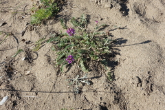 Oxytropis strobilacea