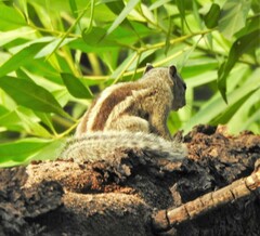 Funambulus palmarum