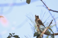 Emberiza elegans