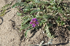 Oxytropis strobilacea